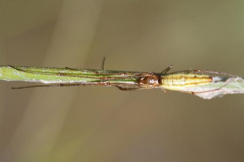 Réf. 259 466 : Tetragnatha sp.